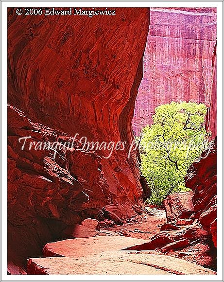 450338   Inside the Red Canyon, Boulder, Utah 